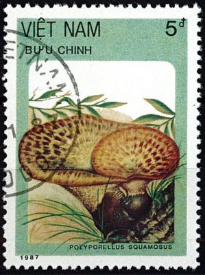 1987 - Vietnam 848/854 - Champignons (S�rie compl�te de timbres oblit�r�s)