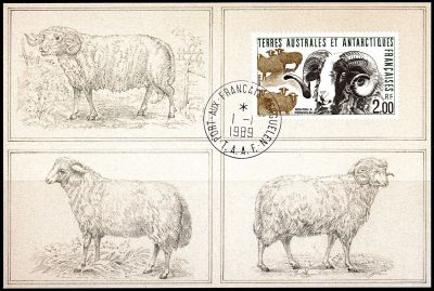1989 - T.A.A.F. carte maximum n� 141 - Faune - Mouton des Kerguelen