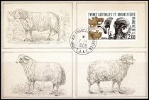 1989 - T.A.A.F. carte maximum n° 141 - Faune - Mouton des Kerguelen
