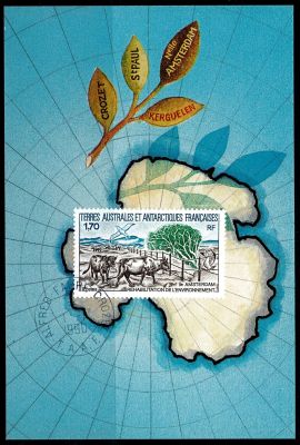 1990 - T.A.A.F. carte maximum n� 149 - R�habilitation de l\'environnement sur l\'ile Amsterdam