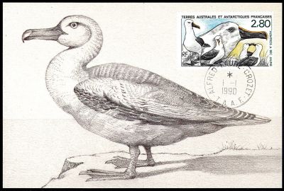 1990 - T.A.A.F. carte maximum n� 150 - Oiseaux - L\'albatros � bec jaune