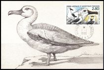 1990 - T.A.A.F. carte maximum n° 150 - Oiseaux - L\'albatros à bec jaune