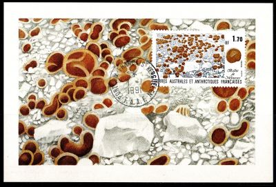 1991 - T.A.A.F. carte maximum n� 156 - Flore - Balles de mousse marine