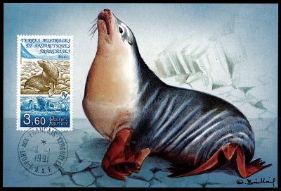 1991 - T.A.A.F. carte maximum n� 159 - Animaux - L\'otarie � fourrure
