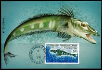 1991 - T.A.A.F. carte maximum n° 161 - Poissons - Le poisson des glaces