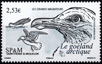 2006 - Saint Pierre et Miquelon A86 - Oiseaux, le go�land arctique
